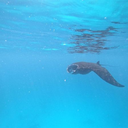 Meos Ambower Homestay Raja Ampat Fam Zewnętrze zdjęcie